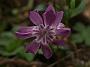 Vinca minor Multiplex1